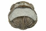 Wide, Folded Eldredgeops Trilobite Fossil - Ohio #188907-1